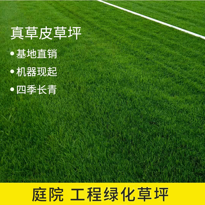 江影清庭院绿化草坪 草皮 带土带泥果岭草马尼拉草皮带泥土真草皮