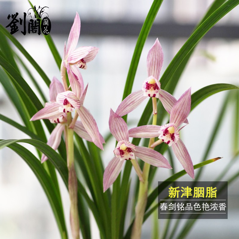刘阁兰花苗高档春剑新津胭脂壮苗带芽出售绿植花卉兰花盆栽好养活 1苗