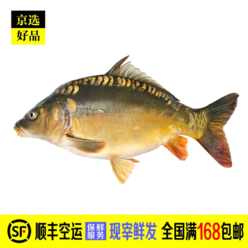 禾人生鲜鱼类 水库鱼 淡水鱼 新鲜 三道鳞鱼 重4-5斤1条【现宰】