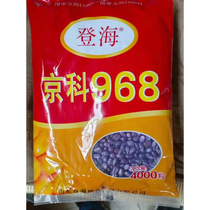 细辛京科968玉米种子批发抗旱矮杆抗病大棒抗倒农科院育种稳产 登海京