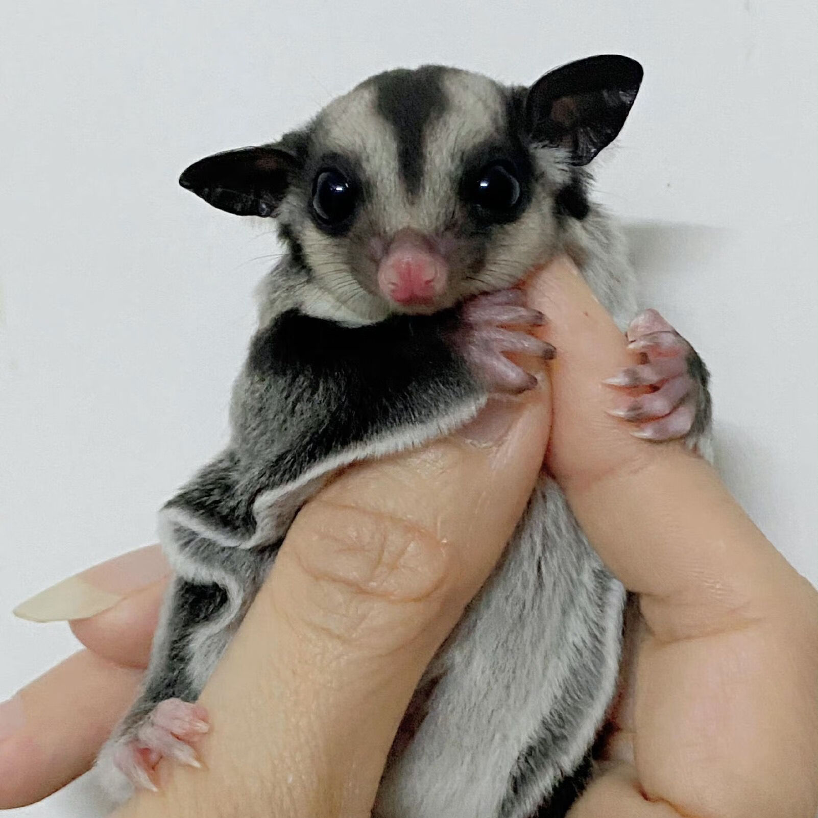 秋颖蜜袋鼯蜜袋鼬活物幼崽白脸马赛克宝宝小飞鼠袋鼠 定金价格 蜜袋鼬