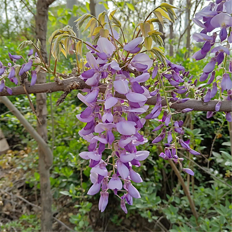 畷园紫藤花树苗爬藤楼顶攀援围墙庭院盆栽屋顶阳台植物花卉紫藤萝花苗