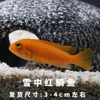 【优选好物】三湖慈鲷马鲷鱼活体非洲王子杂鲷新手蓝阿里鲷科鱼小型