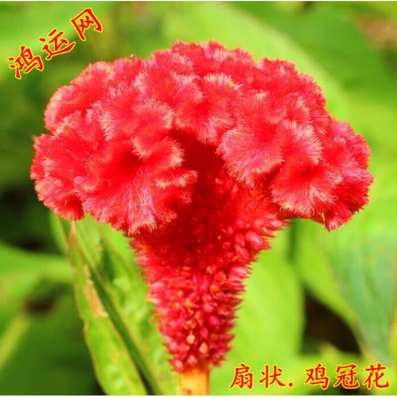 夕树花晨凤尾鸡冠种子冠状鸡冠花扇状鸡冠花庭院花园盆栽花种子鸡冠花