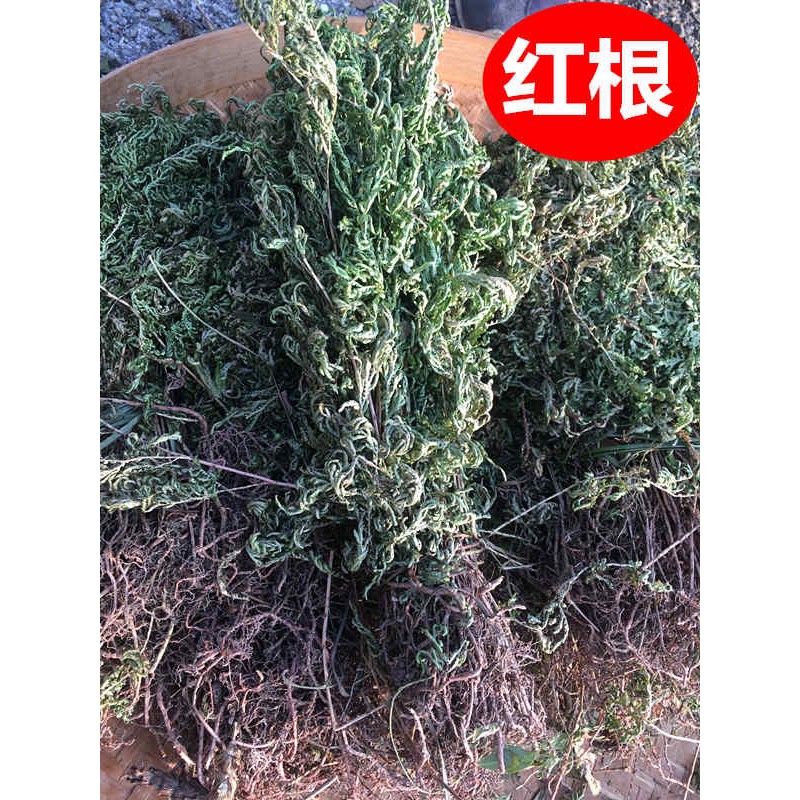 伟博 6765精选凤尾草野生新鲜金丝龙头鸡脚草金鸡