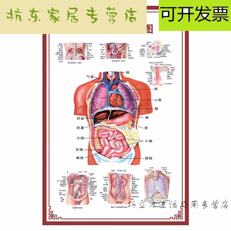花乐集人体内脏解剖示意图医院海报 人体结构图 24寸40x60cm