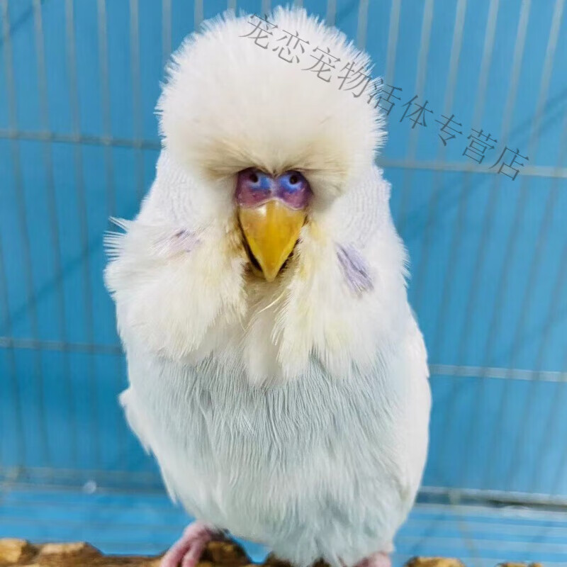 头虎皮宠物观赏活的网红鹦鹉手养可教说话雏鸟活鸟类 95灰翅显派公