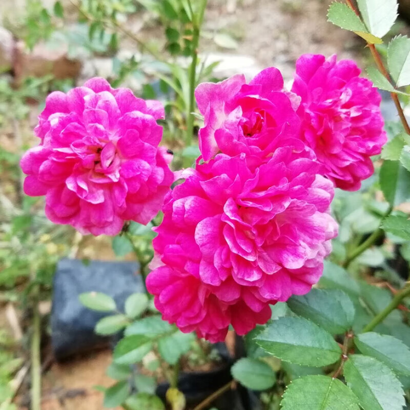 大花丰花 微花小花 盆栽地栽小苗 四季开花 部分带花苞 玫红伊甸园 含