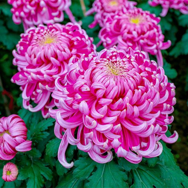 菊花苗九月菊千头菊四季球菊四季开花室内花卉植物 开封红(带花苞发货