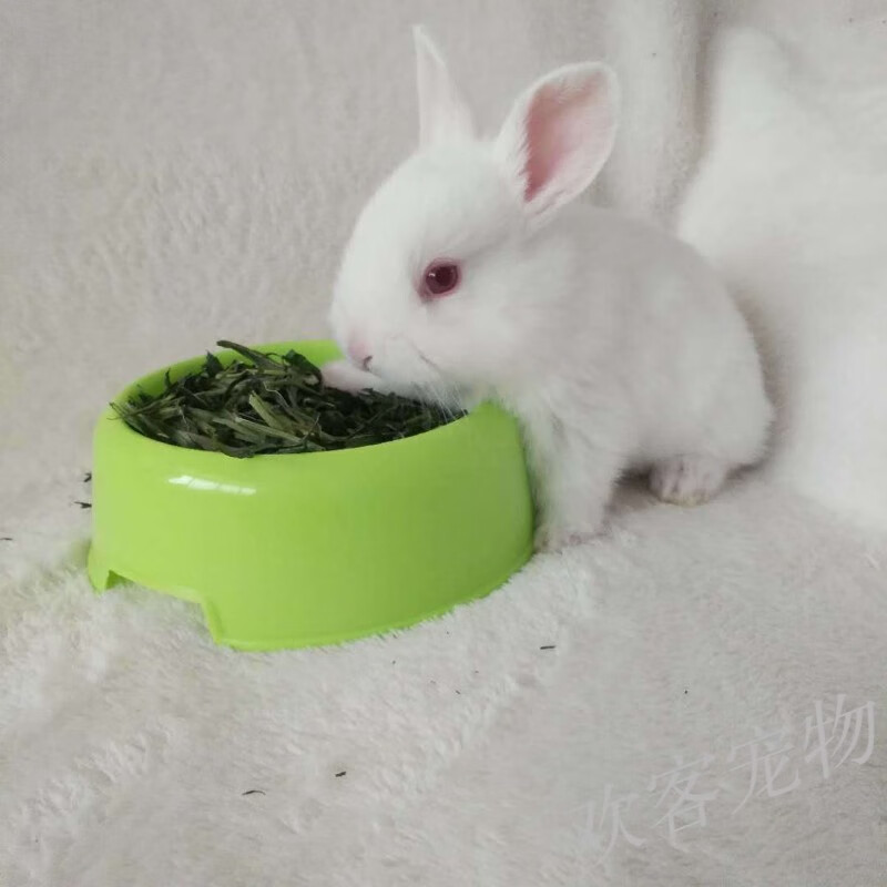 宠物小兔子白兔活体迷你幼崽侏儒长不大垂耳道奇活物茶杯兔 红眼白兔1