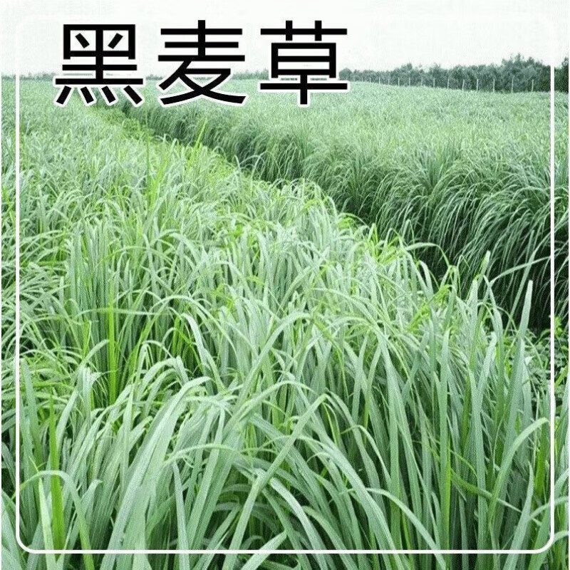 傲霜枝进口多年生黑麦草耐寒牧草种子四季再生草籽鸡鸭鹅牛羊鱼 冬牧