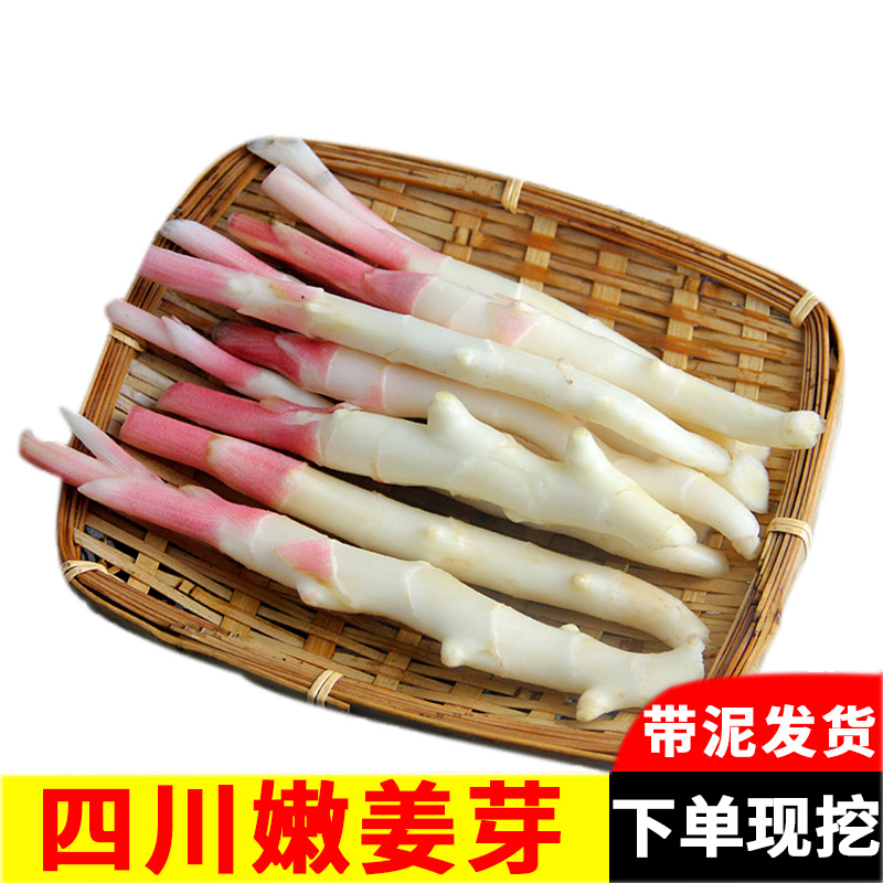 嫩仔姜新鲜 子姜红芽姜醋泡姜 3斤嫩姜牙