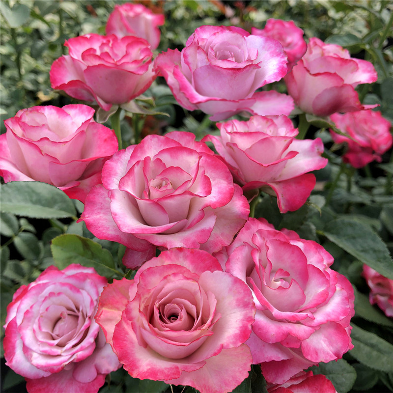 欧月灌木月季 旋转木马柯德娜 阳台微月四季盆栽花卉玫瑰花苗 旋转