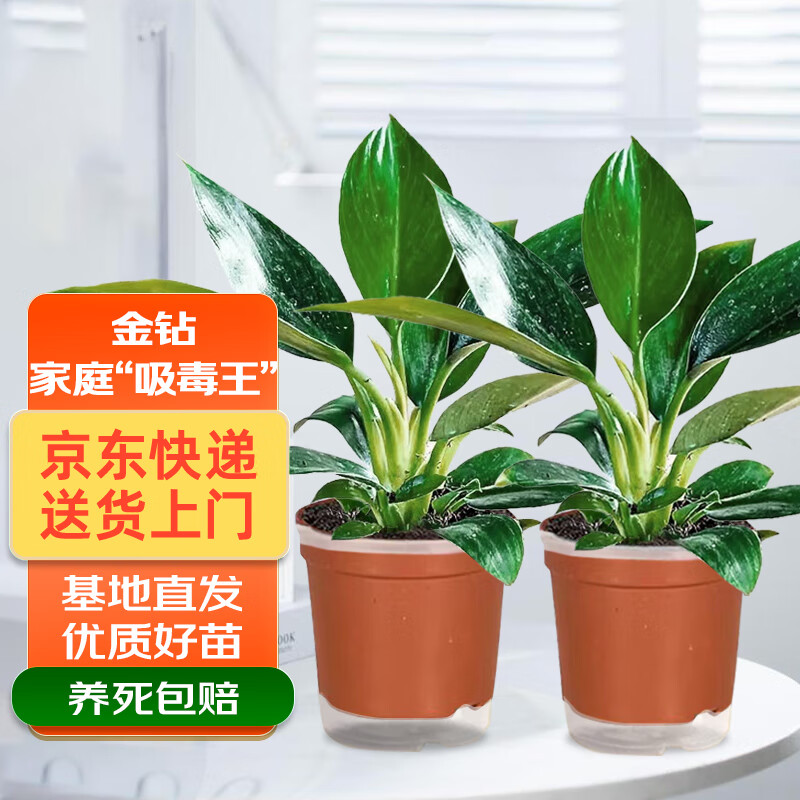 ���ڲ�����˫�� ���굥������ˮ������ 2��װ