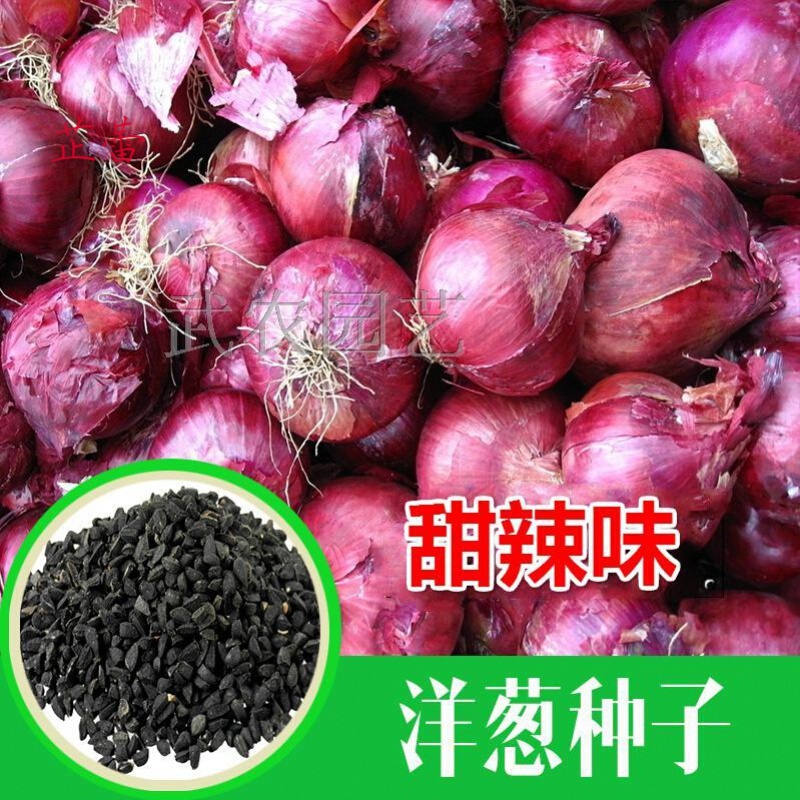 传统有机红皮洋葱种子 儿时洋葱味道 紫皮圆葱 味甜辣 蔬菜种子 原装5