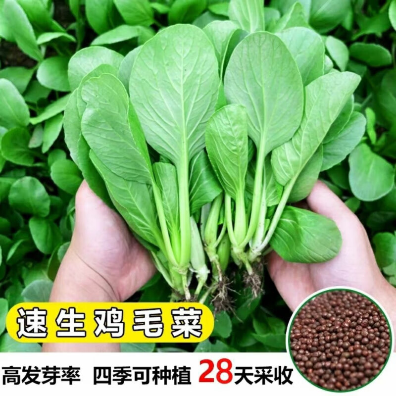 播蔬菜孑大全阳台盆栽菜园种植小青菜 【上海鸡毛菜】种子/包约1488粒