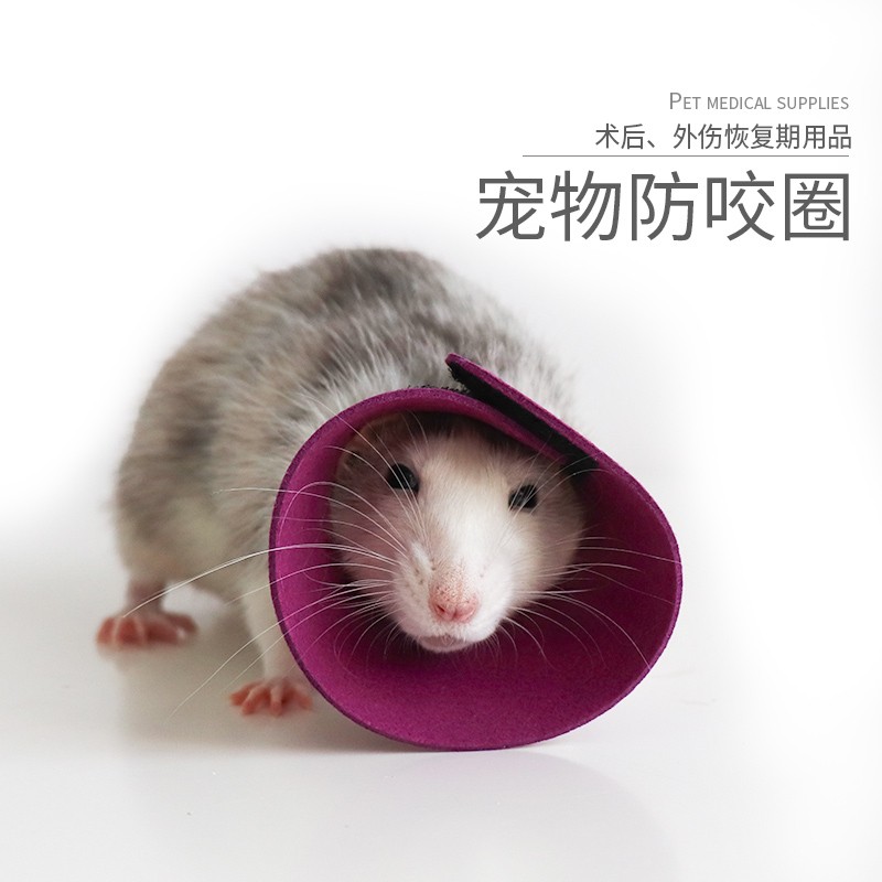 小囧家宠物防咬圈蜜袋鼯防龙猫花枝鼠洗澡仓鼠幼猫耻辱圈荷兰猪防舔圈