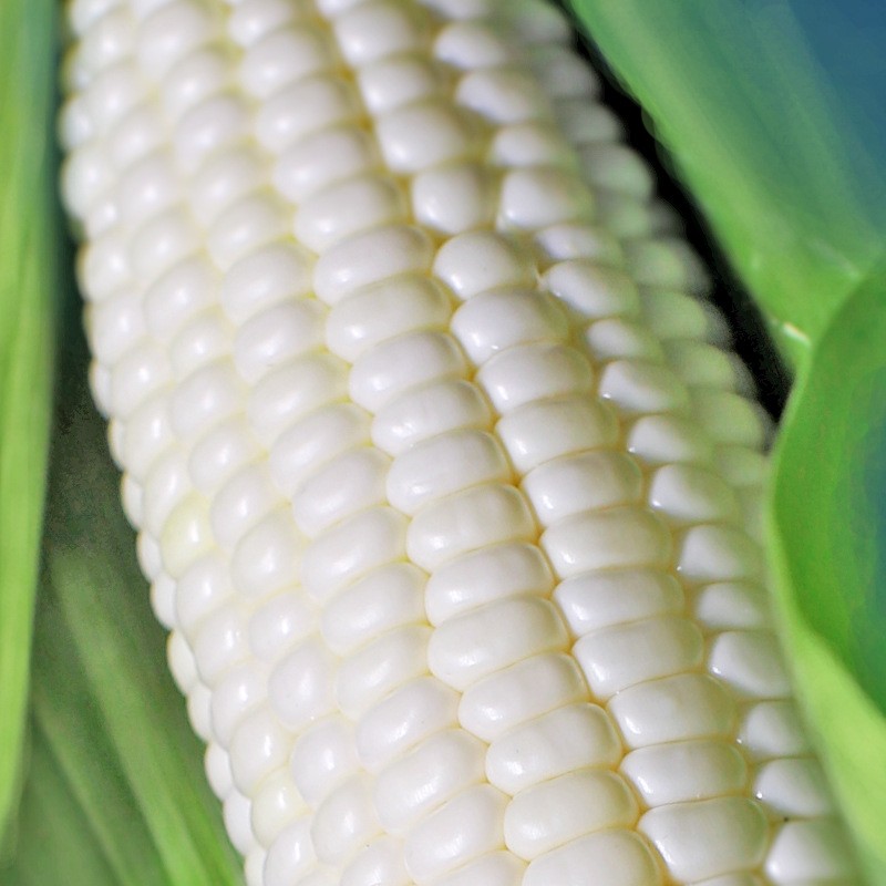 粤品广西牛奶白糯玉米新鲜水果冰糖玉米 蔬菜 3斤 白糯玉米