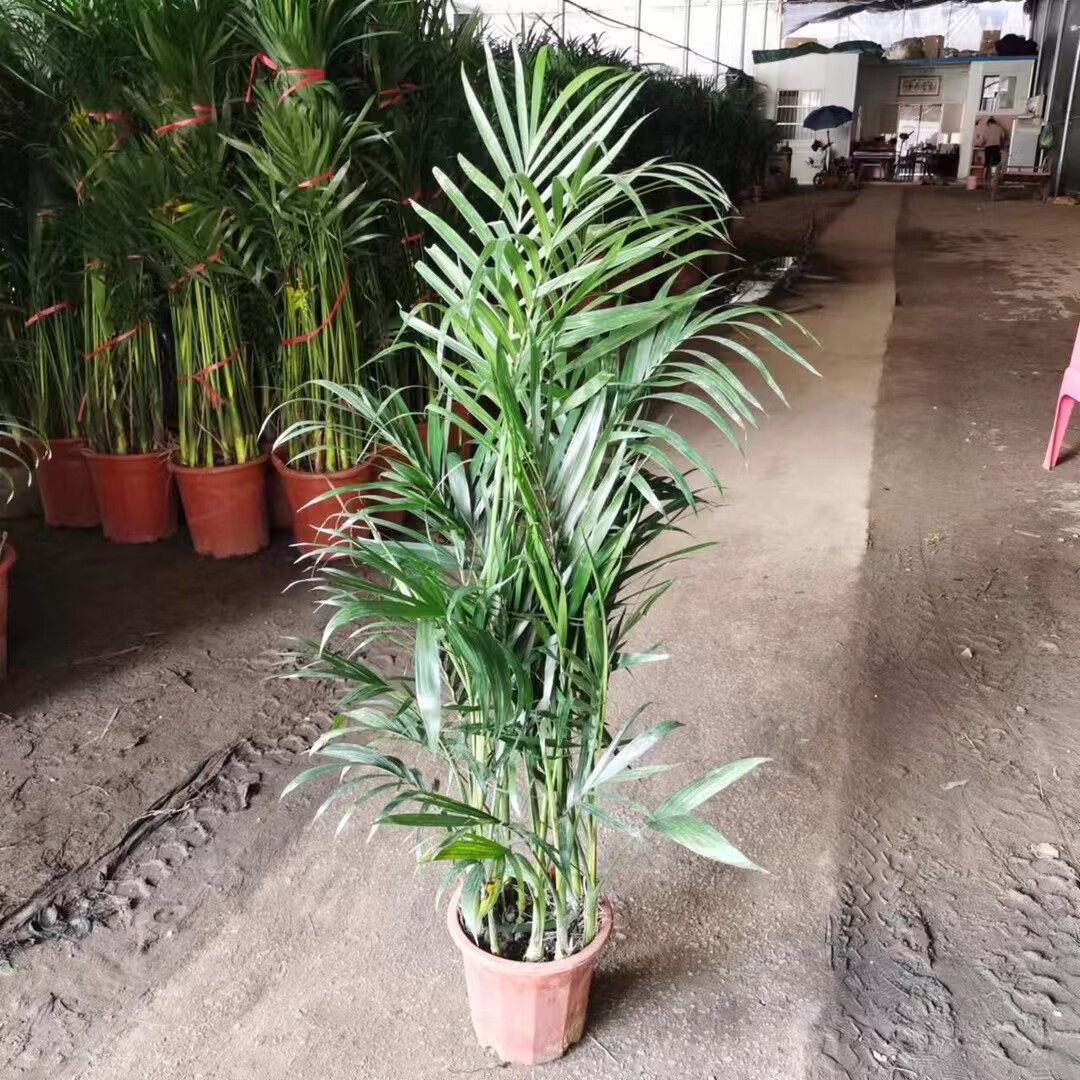 具俊晔为菲律宾商演庆功，评论区炸锅！吃黑松露激励网友猖獗磋商