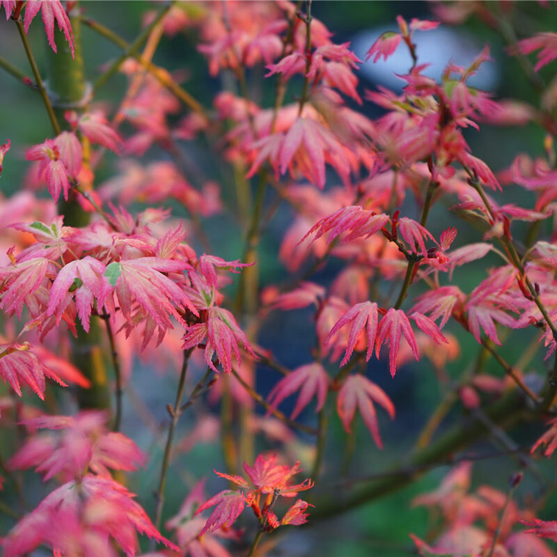 醉春木俄勒冈 枫树粉色花叶耐晒四季观赏植物红枫树苗盆栽花园植 1