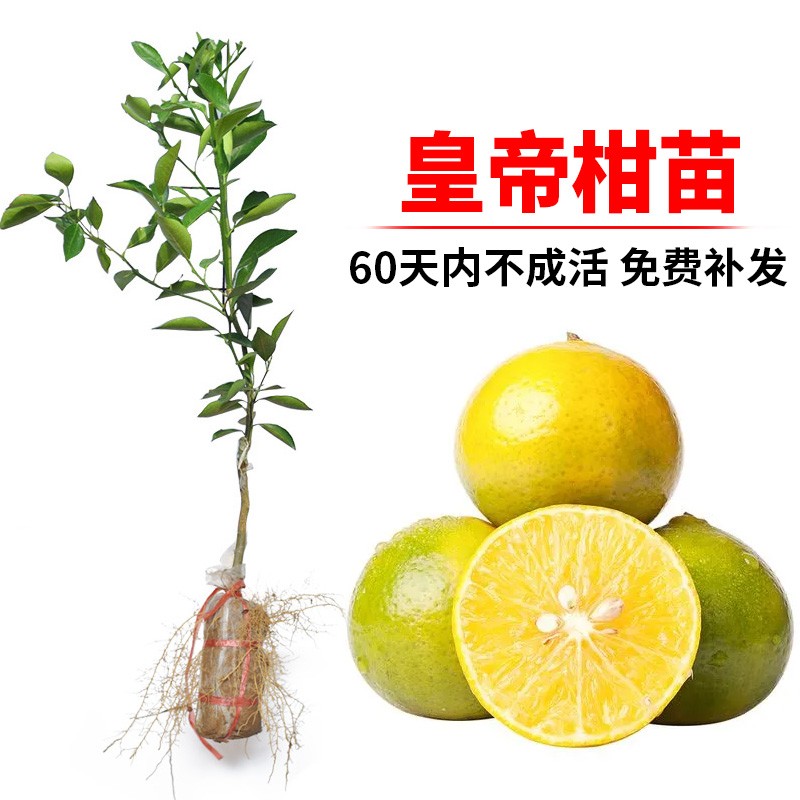 鲜美传奇皇帝柑苗 树苗 嫁接苗 贡柑苗 果树苗可盆栽地栽南北方种广西