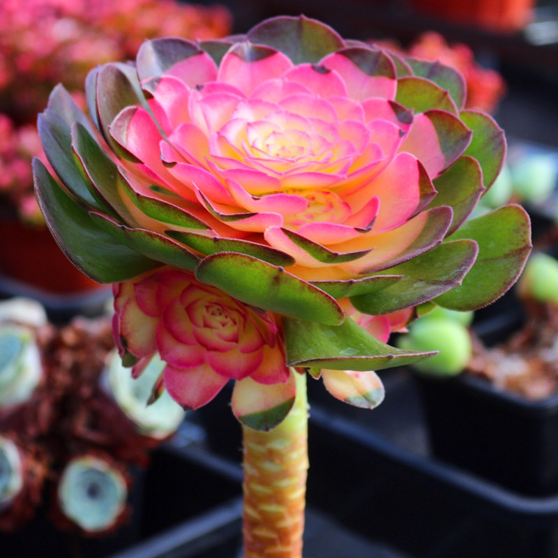 七抒彩色红心法师老桩超大多肉植物稀有品种室内阳花台防辐射花卉绿植