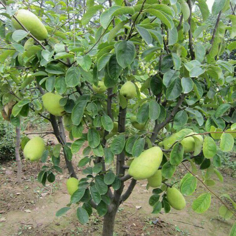 倾奢酸木瓜苗树南北方庭院地栽种植特大果树苗盆栽嫁接观赏当年结果 4