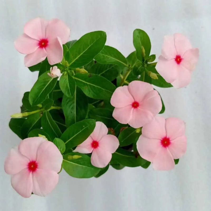 长春花盆栽天天开盆栽植物天天开带花发货室内庭院 杏色 11cm 不含盆