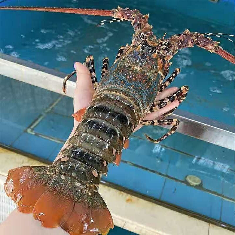 伯贤 新鲜大龙虾生鲜大花龙 海鲜水产青龙虾红龙虾 大花龙【450-550g