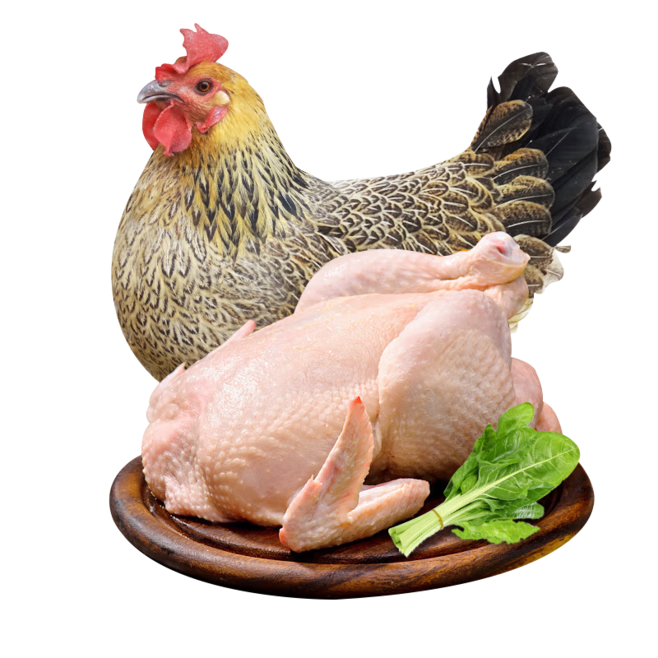 �����Ӻ���ѡɢ��׳����ĸ�� ����1.8-2.4�� 350���������������Ӽ��� 123Ԫ