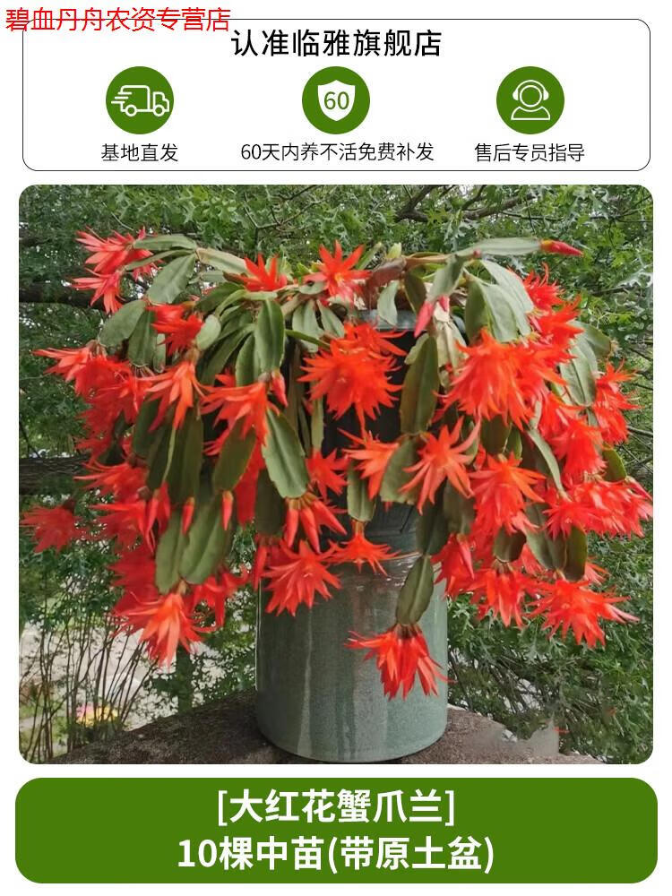 睿格达蟹爪兰盆栽带花苞进口品质高端重瓣绿植物室内花老品种四季开花