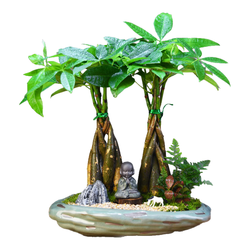 ��Ȼ�ռ��в����辰����ֲ�������ϸ�Ҥ�۸�������+��+����+250��Դͷֱ��