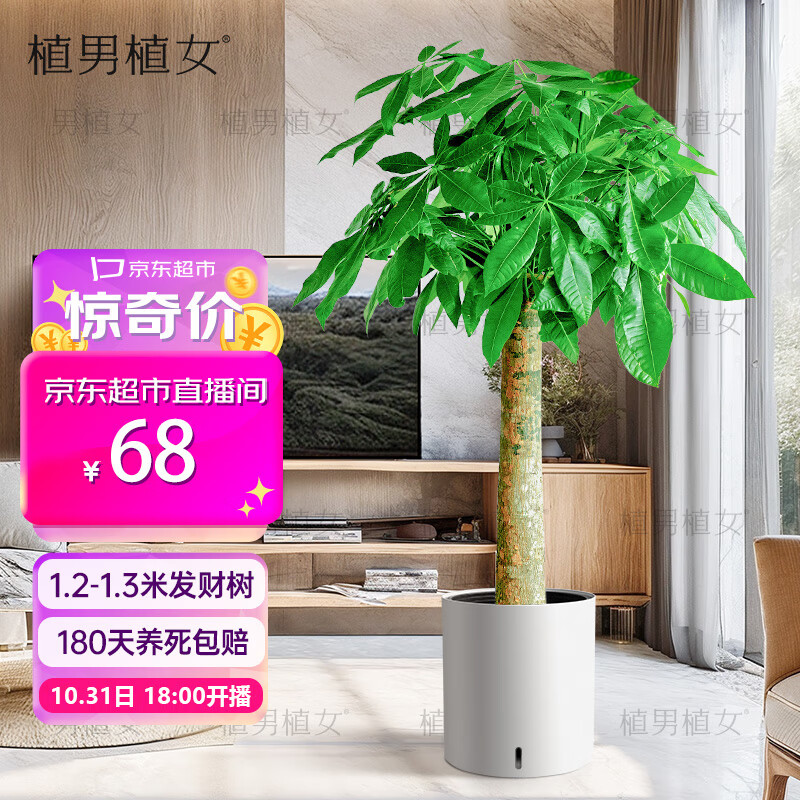 植男植女发财树大棵盆栽客厅落地室内大型绿植物办公室好养绿植开业招财树 圆形白色盆 1.2-1.3m怎么样,好用不?