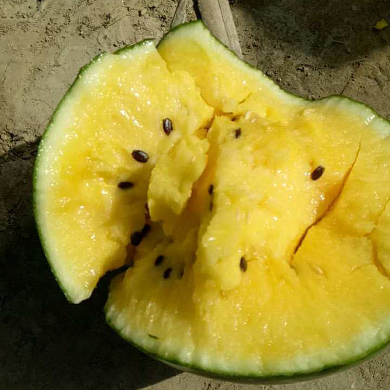 桃李村黄壤新鲜特小凤孕妇可吃水果黄心皮薄仁风富硒西瓜箱装生鲜送礼