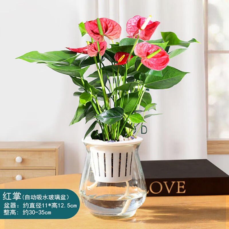 水培玻璃盆栽红掌鸿运当头白掌小绿植花卉室内客厅好养活水养栀子