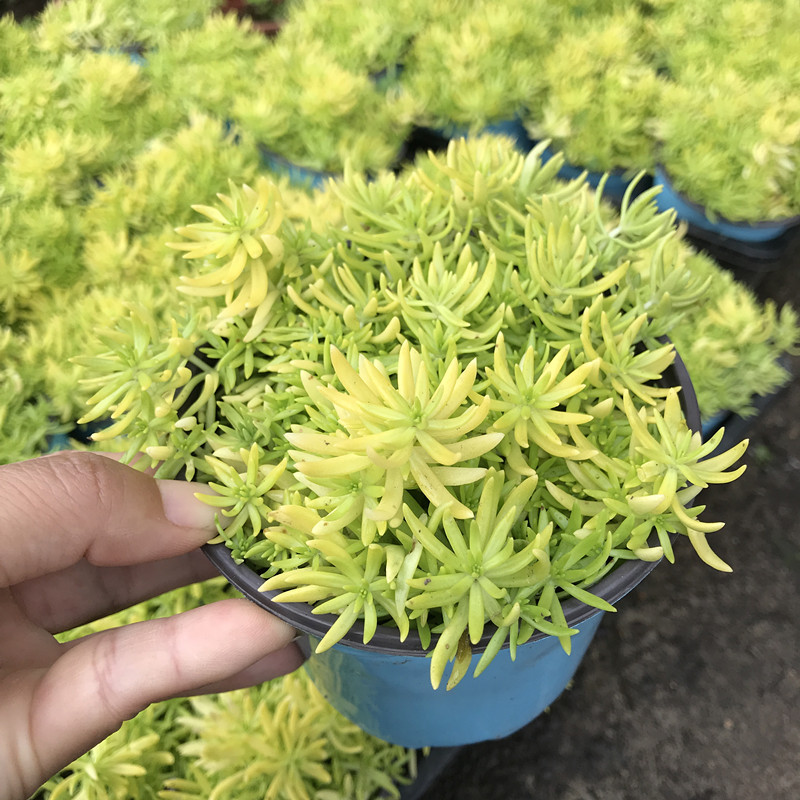 黄金佛甲草 多年生耐寒观叶草盆栽 黄金草 匍匐佛甲草 黄金佛甲草小盆