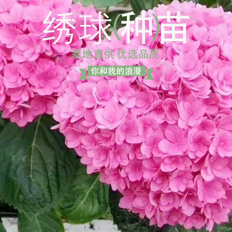 mojy绿植斗南绣球花苗你和我的浪漫夏种苗客厅绿植盆栽 10颗 不含盆