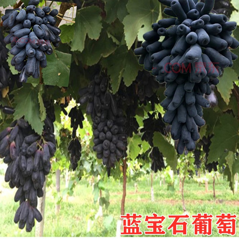 甜蜜蓝宝石葡萄树苗阳光玫瑰葡萄树苗晴王葡萄树苗南北方种植当年结果