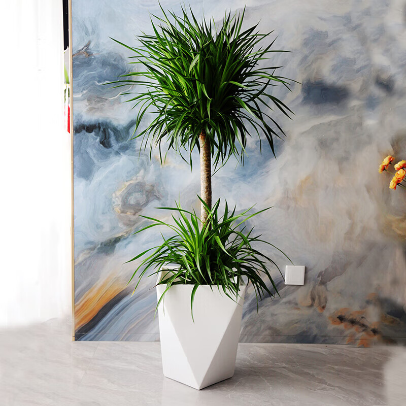 植果缘(fruit border)龙血树龙须树棒棒糖造型工业风复古简约客厅大型