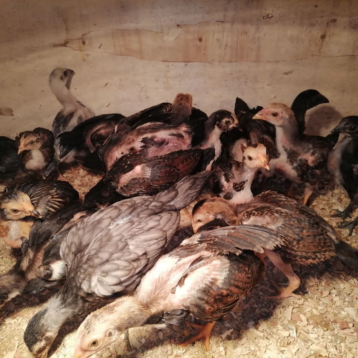 一斤纯种斗鸡越南鬼子斗鸡活苗小斗鸡中原盖沙泰国斗鸡苗斗鸡 1斤左右