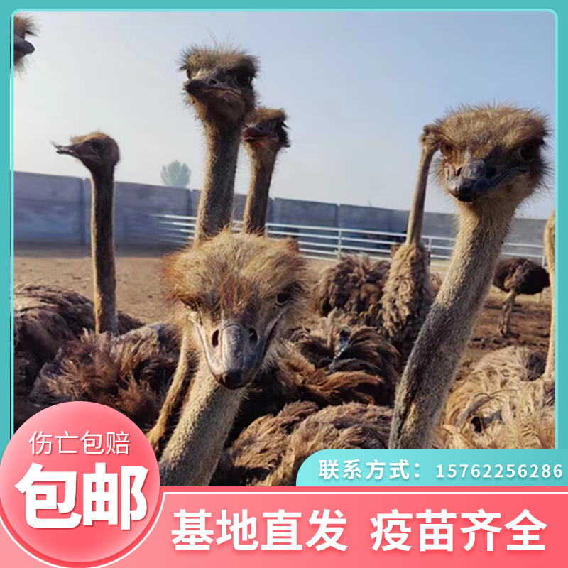 鸵鸟幼崽活体幼苗公母一对宠物澳洲小鸵鸟非洲观赏纯种大鸵鸟幼崽