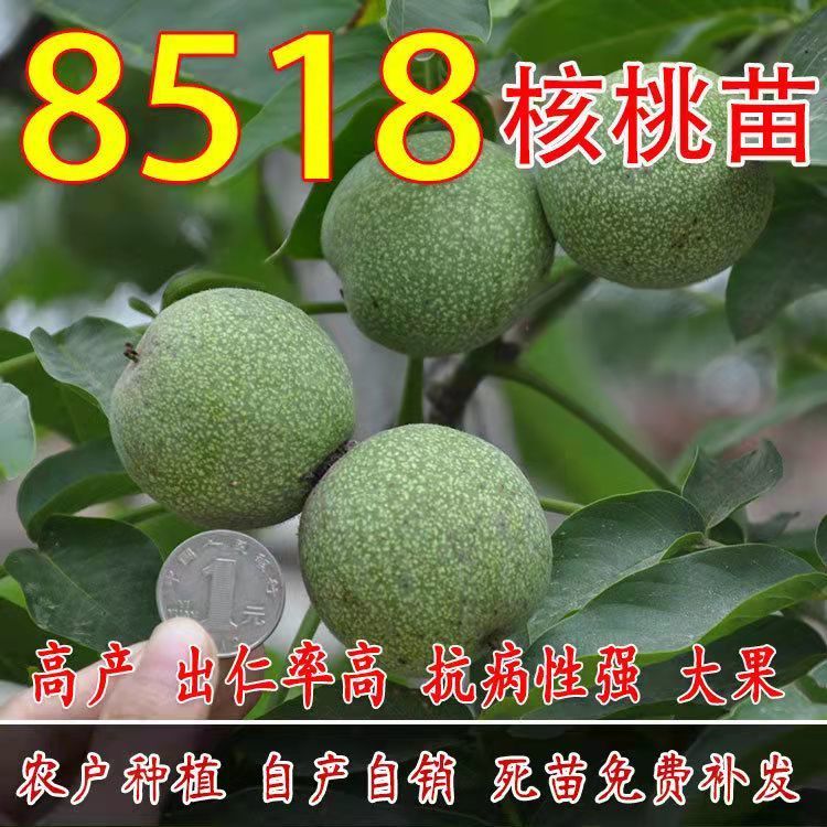 8518核桃苗纸皮核桃嫁接苗薄壳香核桃树苗:南方北方种植:当年结果