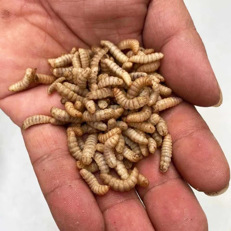 酷鸿(kuhong)黑水虻活虫鱼饵翘嘴观赏鱼虾螃蟹龙虾诱饵料蚯蚓红虫卵干