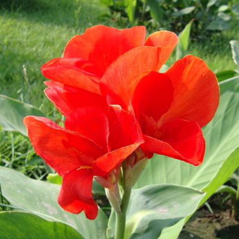 红色美人蕉10颗(种球) 不含盆