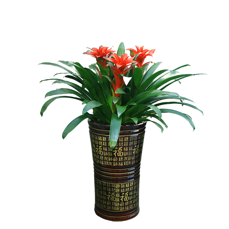 Onlyyou品牌绿植越来越受欢迎|京东大型绿植历史价格查询