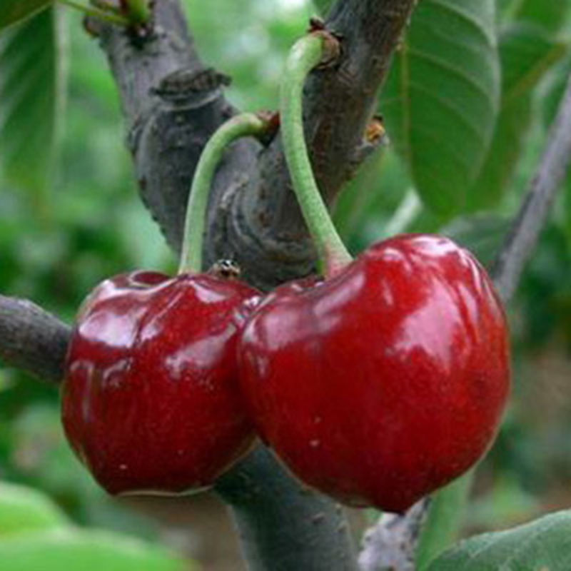 【精选】美国车厘子樱桃树苗盆栽大樱桃树南方北方种植嫁接果树苗当年