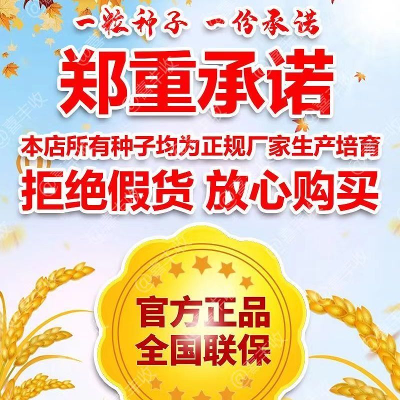 农科院选育 特级花生种-吨花一号 三遍人工手选【5斤】一分地精选