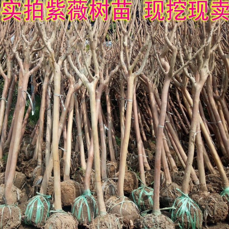 MOJY树苗风景树占地绿化苗木紫微花苗紫微树苗紫花紫薇百日红四川红花 1公分粗10颗 随机怎么看?