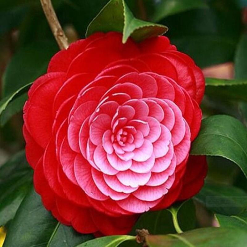 言清 重瓣山茶花苗 盆栽地栽茶花树苗庭院客厅阳台绿