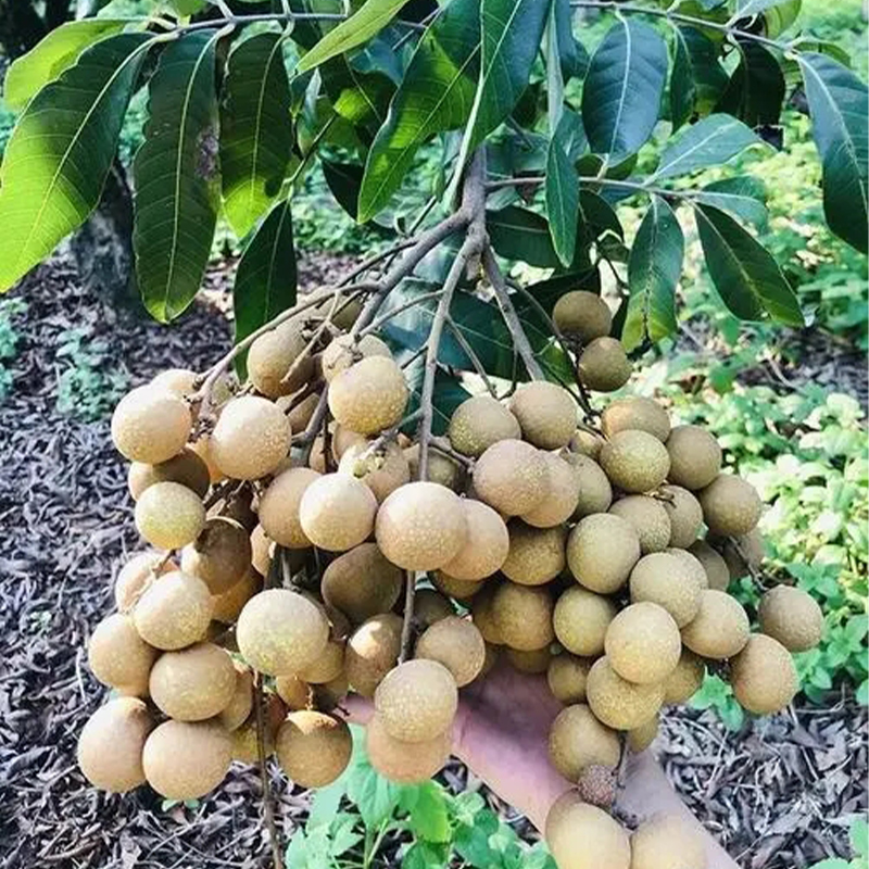 四季龙眼苗树嫁接龙眼苗石硖储良红皮龙眼苗桂圆树苗南方种植广西